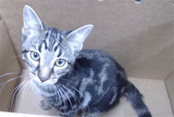 Micah, Domestic Short Hair