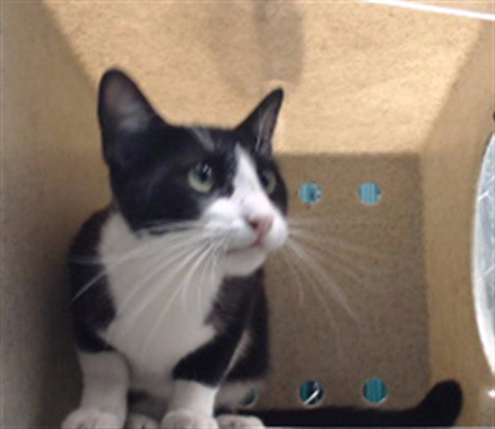 Rita, Domestic Short Hair