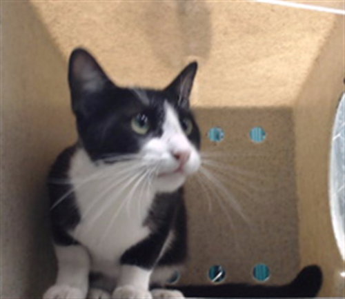 RITA, a cat for adoption from Los Angeles County Animal Control - Downey