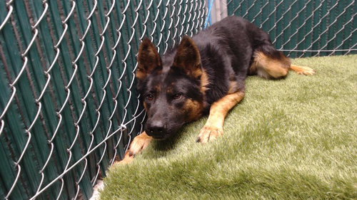 CAPITAN, a dog for adoption from Los Angeles County Animal Control - Downey