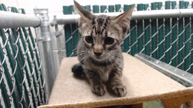 Uma, Domestic Short Hair