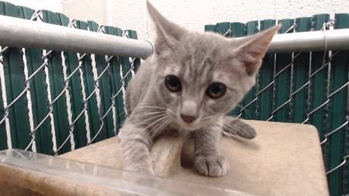 VIV, a cat for adoption from Los Angeles County Animal Control - Downey