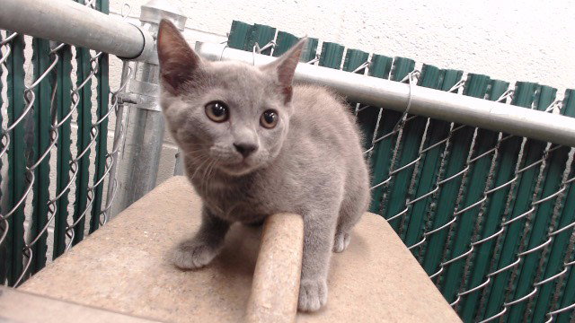 Pia, Domestic Short Hair