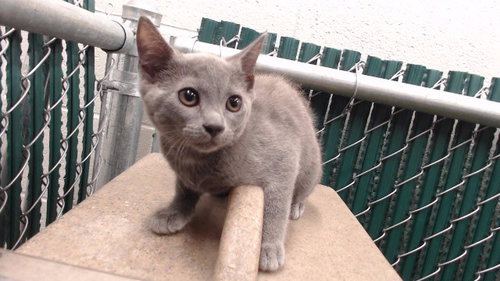 PIA, a cat for adoption from Los Angeles County Animal Control - Downey