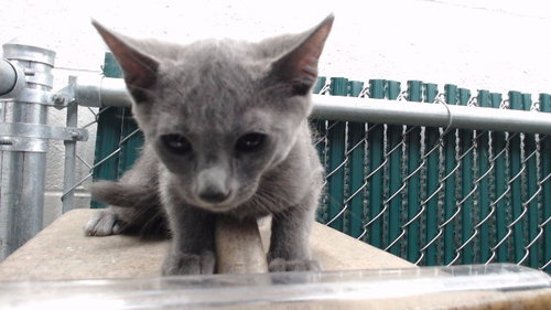 WES, a cat for adoption from Los Angeles County Animal Control - Downey