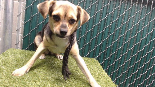 LUNA, a dog for adoption from Los Angeles County Animal Control - Downey