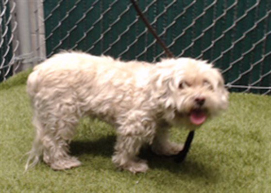 Love, Poodle (Toy)