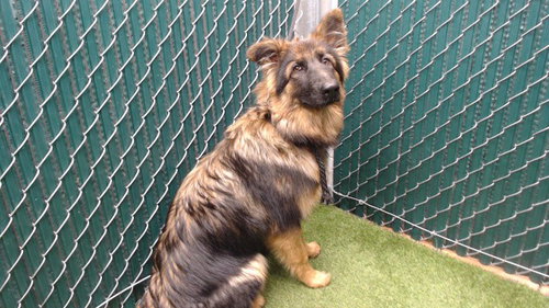 EVEREST, a dog for adoption from Los Angeles County Animal Control - Downey
