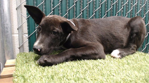SLINKY, a dog for adoption from Los Angeles County Animal Control - Downey