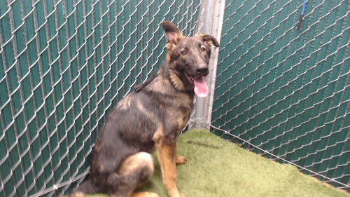 SULLY, a dog for adoption from Los Angeles County Animal Control - Downey