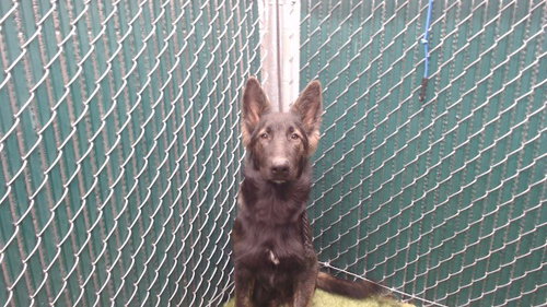 A5803689, a dog for adoption from Los Angeles County Animal Control - Downey