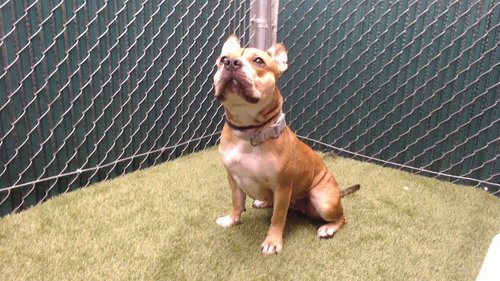 PUKA, a dog for adoption from Los Angeles County Animal Control - Downey