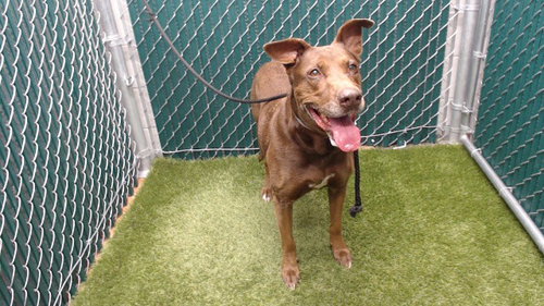 BELLA, a dog for adoption from Los Angeles County Animal Control - Downey