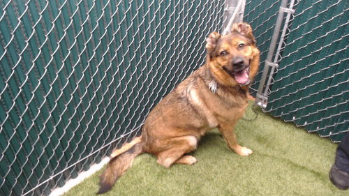 HUNTER, a dog for adoption from Los Angeles County Animal Control - Downey