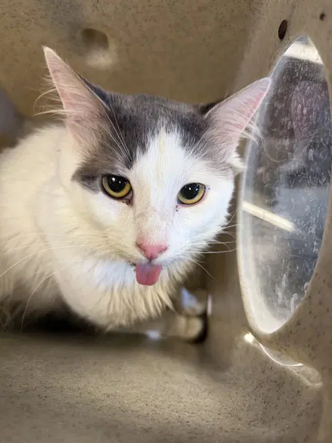 Kitty - Domestic Short Hair