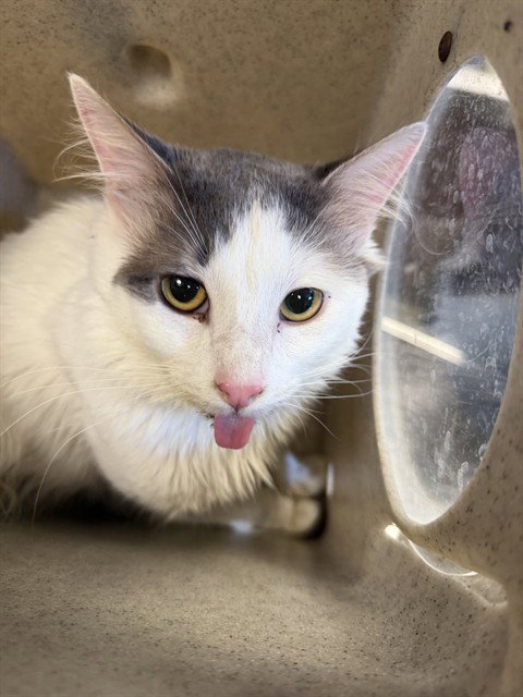 KITTY, a cat for adoption from Los Angeles County Animal Control - Downey