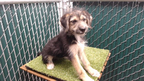 KRISTA, a dog for adoption from Los Angeles County Animal Control - Downey