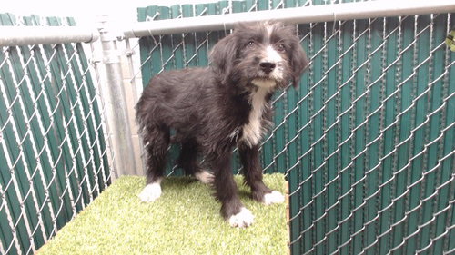KERRI, a dog for adoption from Los Angeles County Animal Control - Downey