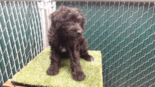 KENNY, a dog for adoption from Los Angeles County Animal Control - Downey