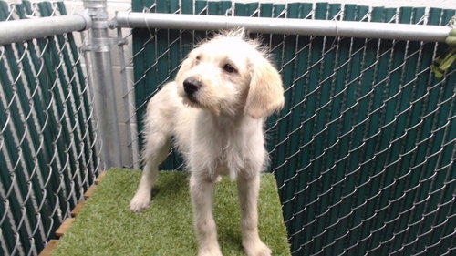 KANDY, a dog for adoption from Los Angeles County Animal Control - Downey