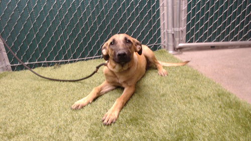 HELENA, a dog for adoption from Los Angeles County Animal Control - Downey