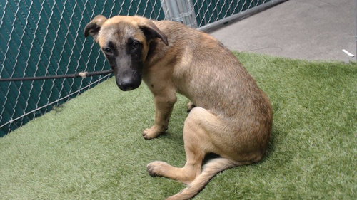 TROY, a dog for adoption from Los Angeles County Animal Control - Downey