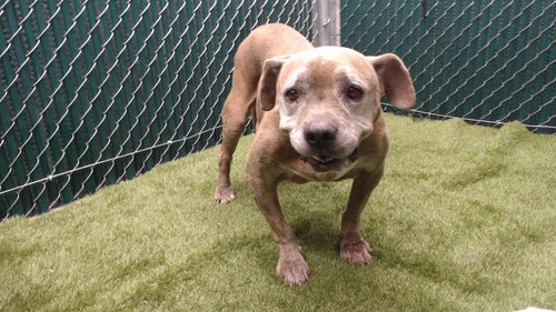 JANETTE, a dog for adoption from Los Angeles County Animal Control - Downey