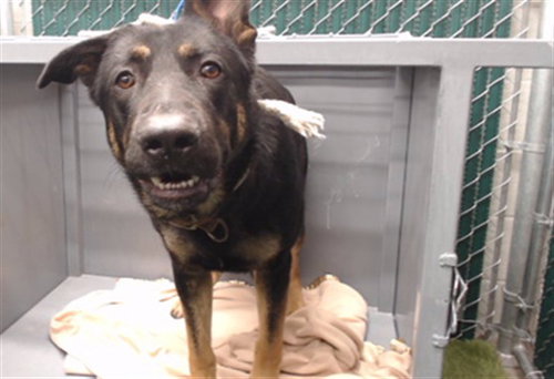 A5804128, a dog for adoption from Los Angeles County Animal Control - Downey