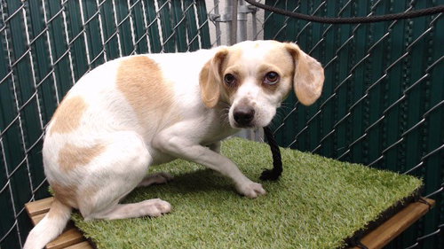 BABS, a dog for adoption from Los Angeles County Animal Control - Downey
