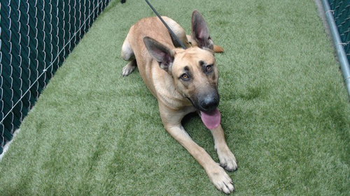 DOTTY, a dog for adoption from Los Angeles County Animal Control - Downey