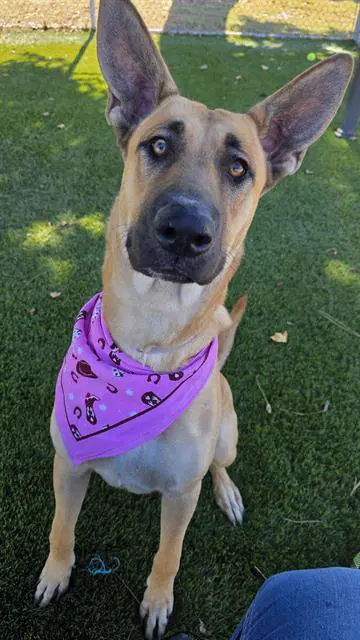 Dotty - German Shepherd Dog