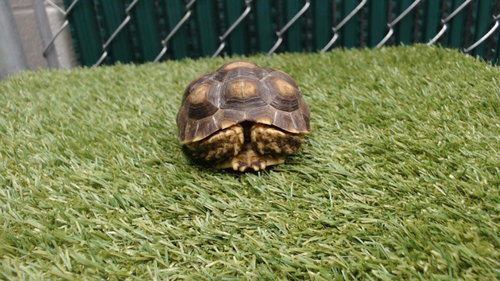 A5804070, a tortoise for adoption from Los Angeles County Animal Control - Downey