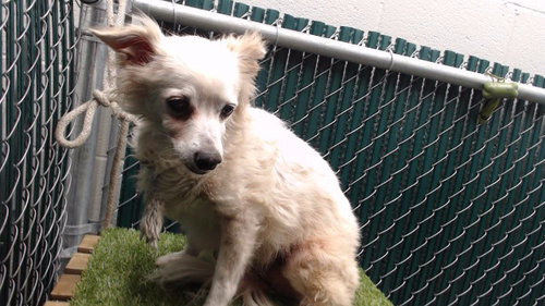 HELEN, a dog for adoption from Los Angeles County Animal Control - Downey
