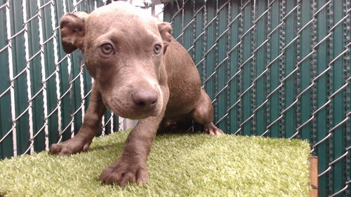 DUSTY, a dog for adoption from Los Angeles County Animal Control - Downey