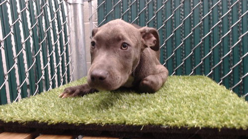 DARRY, a dog for adoption from Los Angeles County Animal Control - Downey