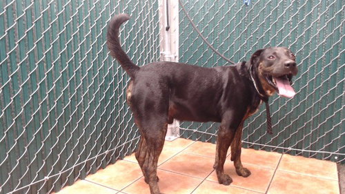 HUDSON, a dog for adoption from Los Angeles County Animal Control - Downey