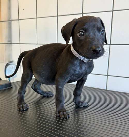 Twix, Pit Bull Terrier / Mixed (medium coat)
