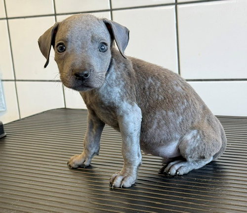 Reese, Pit Bull Terrier (medium coat)