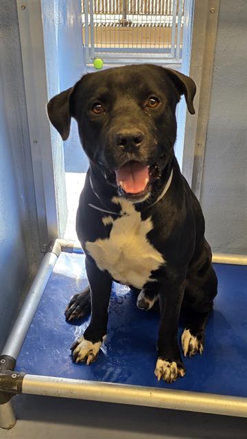Oreo, Labrador Retriever / Mixed (medium coat)
