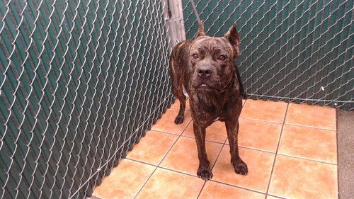 Brenda, Pit Bull Terrier (medium coat)