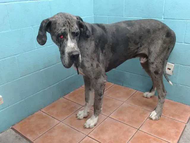 Hercules - Great Dane