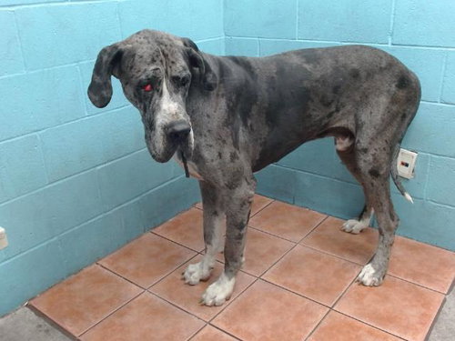 Hercules, Great Dane (medium coat)