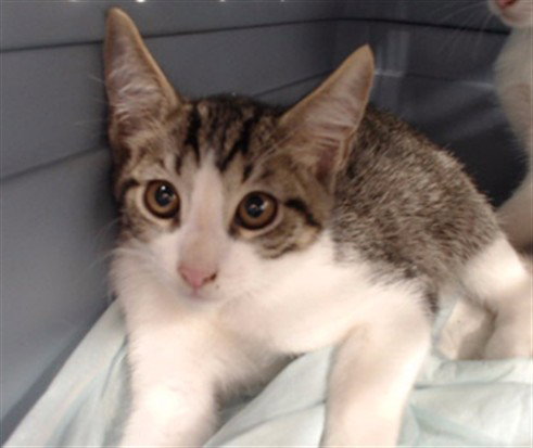Bo, Domestic Short Hair (medium coat)