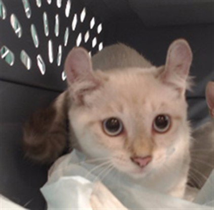 Little, Domestic Short Hair (medium coat)