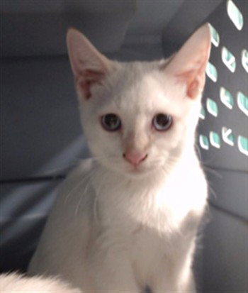 Peep, Domestic Short Hair (medium coat)