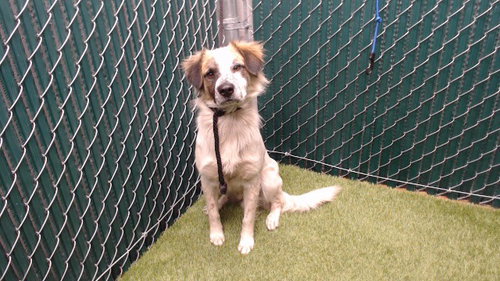 KILO, a dog for adoption from Los Angeles County Animal Control - Downey