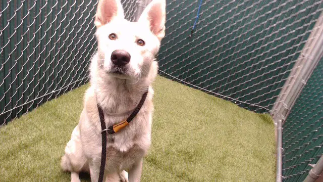 Princess - German Shepherd Dog