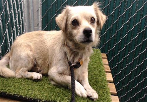COCO, a dog for adoption from Los Angeles County Animal Control - Downey
