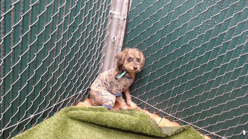 HAROLD, a dog for adoption from Los Angeles County Animal Control - Downey