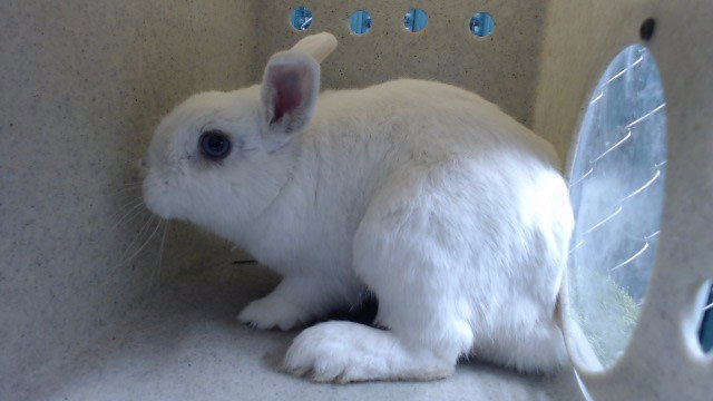 SNOWBALL